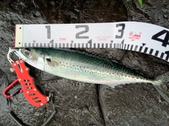 ゴマサバの釣果