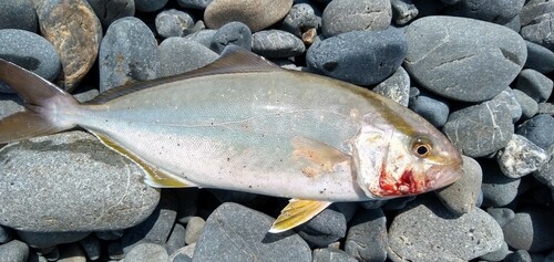 ショゴの釣果