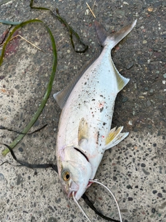 ショゴの釣果