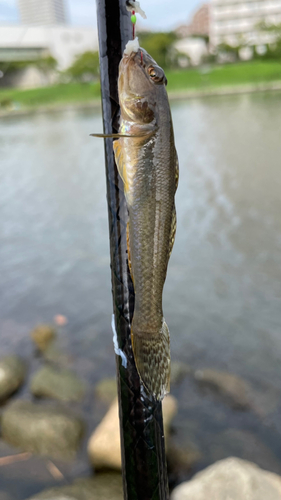 マハゼの釣果