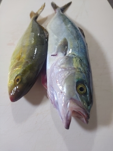 ツバスの釣果