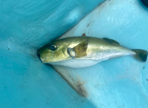 シロサバフグの釣果