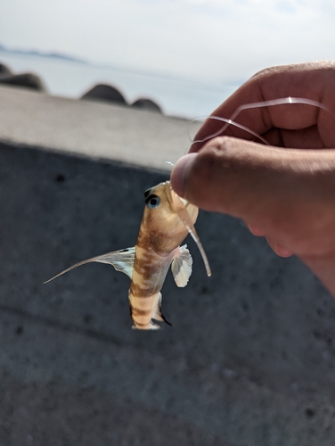 イトヒキハゼの釣果