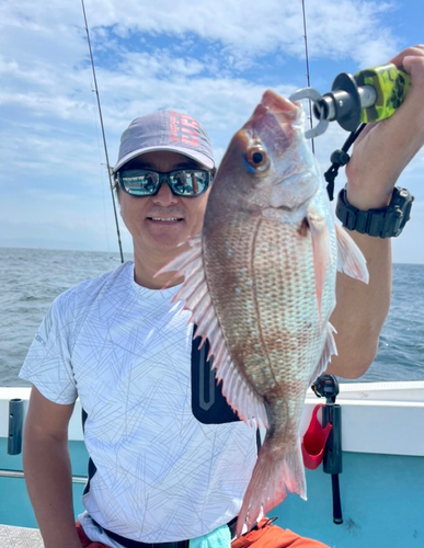 マダイの釣果