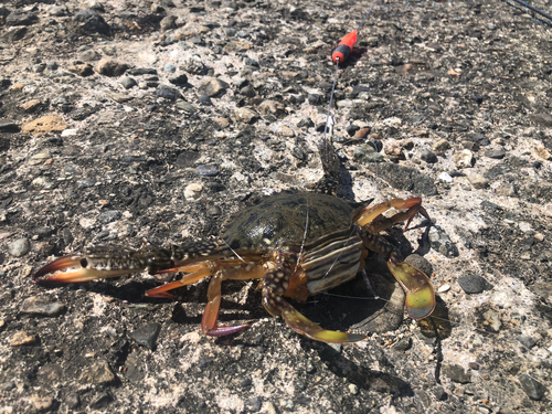 カニの釣果