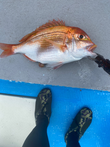 マダイの釣果