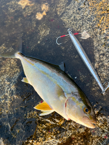 ネリゴの釣果