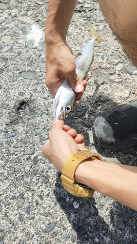 サバの釣果