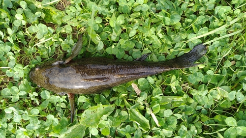 カワアナゴの釣果