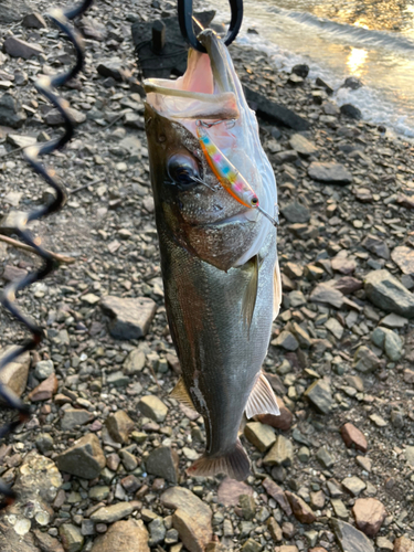 シーバスの釣果