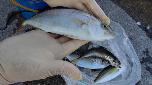 ショゴの釣果