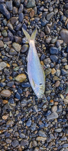 コノシロの釣果