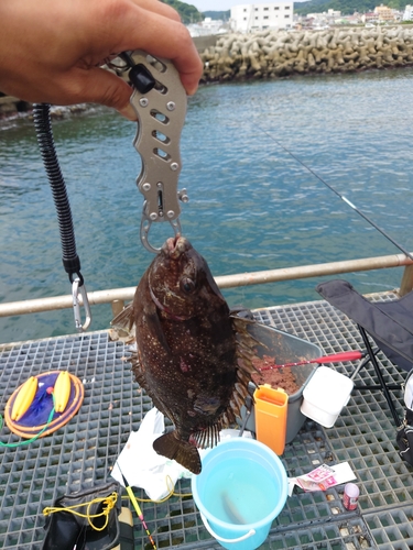 アイゴの釣果