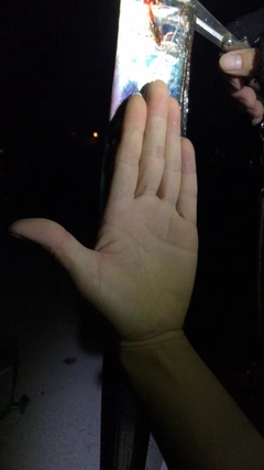 タチウオの釣果