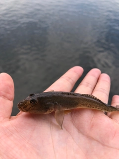 マハゼの釣果