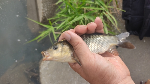 フナの釣果