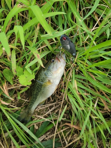 ブラックバスの釣果