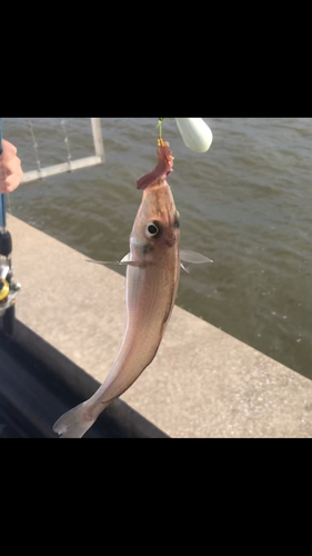 キスの釣果