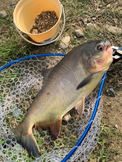 コロソマの釣果