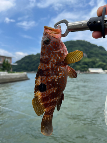 オオモンハタの釣果