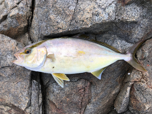 ショゴの釣果