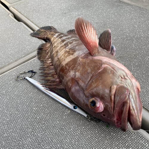 マハタモドキの釣果