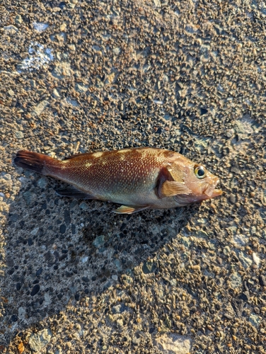 ガヤの釣果