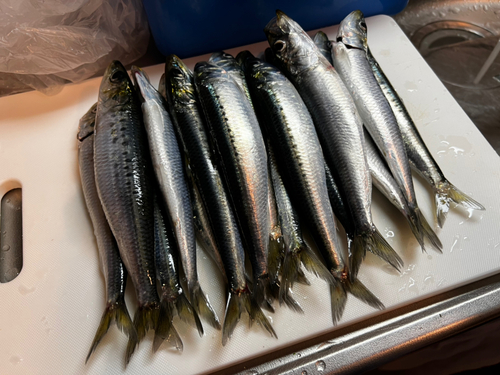 イワシの釣果