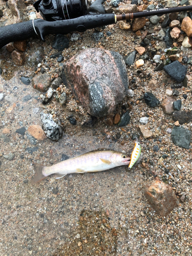 イワナの釣果