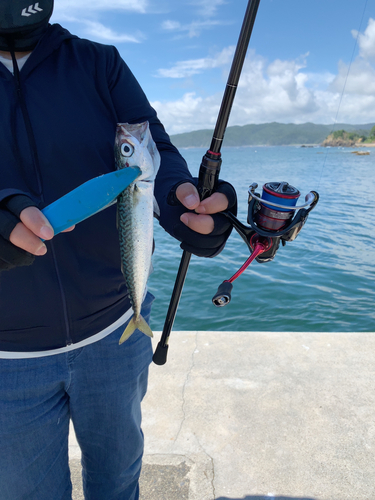 サバの釣果