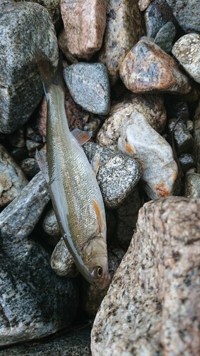 ウグイの釣果