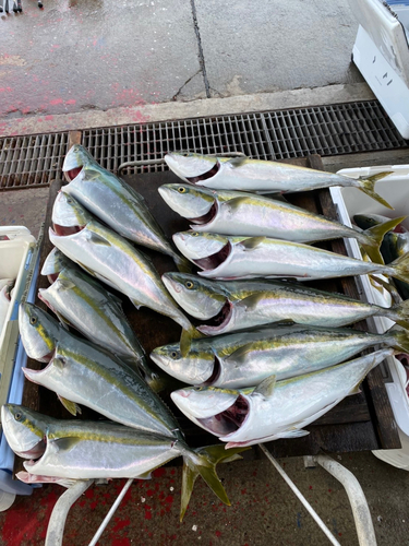 ハマチの釣果