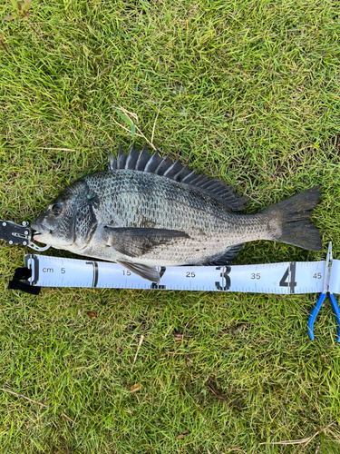 チヌの釣果