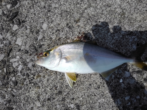 カンパチの釣果