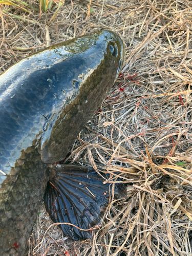 ライギョの釣果