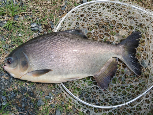 コロソマの釣果