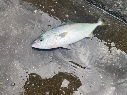 ワカシの釣果