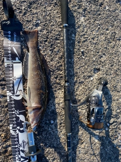 アイナメの釣果