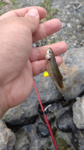 アブラハヤの釣果