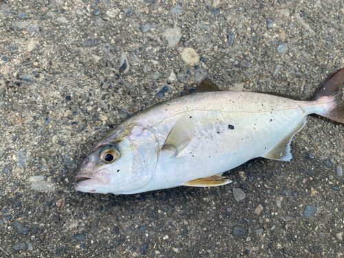 ショゴの釣果