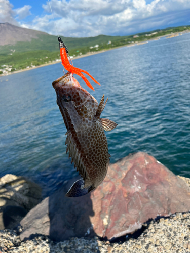 オオモンハタの釣果