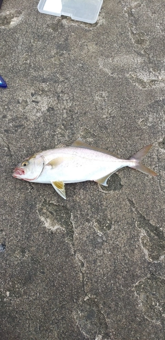 ショゴの釣果