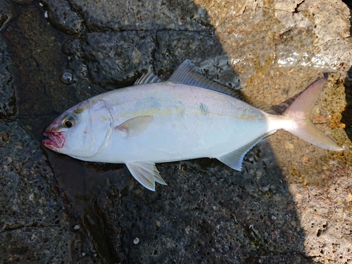 ネリゴの釣果