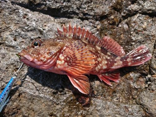 カサゴの釣果