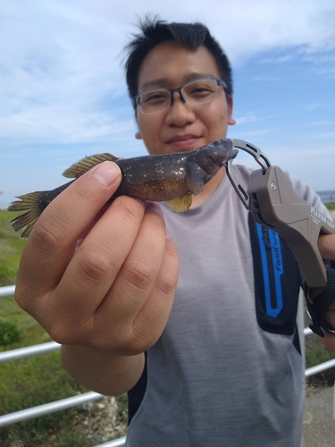 ハゼの釣果