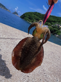 アオリイカの釣果