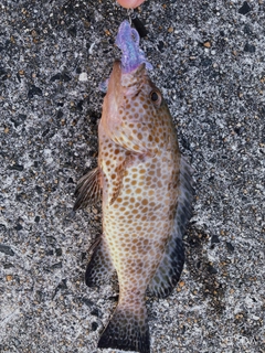 オオモンハタの釣果