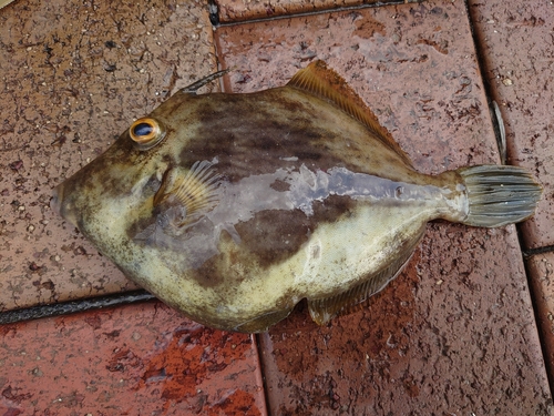 カワハギの釣果