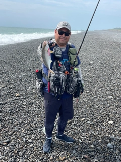 カンパチの釣果