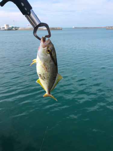 ショゴの釣果